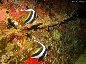 Bannerfish on the wreck of the Ika 2, Carpet Cove, Beqa L... by Blair Morgan 